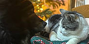 Ulysse participe au concours pour gagner de l'argent avec cette photo : dog, cat, chair, cushion, christmas_tree, holiday_decor, indoor, wooden_furniture, pet, animal, black_dog, gray_cat, relaxed, festive, lights, decorations, holiday, cozy, domestic, warm_lighting