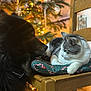 dog, cat, chair, cushion, christmas_tree, holiday_decor, indoor, wooden_furniture, pet, animal, black_dog, gray_cat, relaxed, festive, lights, decorations, holiday, cozy, domestic, warm_lighting