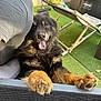 Ulysse participe au concours pour gagner de l'argent avec cette photo : dog, happy, outdoor, sofa, person, paws, black_and_tan, fluffy, panting, grass, chair, pillow, bamboo, furniture, pet, smiling, sunlight, relaxing, backyard, leisure