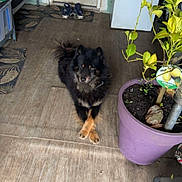 Ulysse a rejoint le concours — aidez-le/la à gagner de superbes lots ! dog, indoor, floor, plant, pot, lemon_tree, slippers, door, fridge, wooden_floor, black_dog, tan_dog, crossed_paws, cozy, houseplant, furniture, home, pet, animal, relaxing