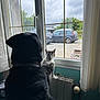 René participe au concours pour gagner de l'argent avec cette photo : dog, cat, window, indoor, pets, looking_out, curious, black_dog, gray_cat, radiator, curtains, cars, outdoor_view, cloudy_sky, furniture, home, companionship, quiet_moment, domestic, animals