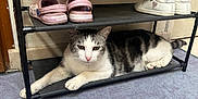 René participe au concours pour gagner de l'argent avec cette photo : cat, shoe_rack, shoes, indoor, carpet, floor, relaxed, resting, pet, animal, domestic, feline, white_and_black, striped, cozy, quiet, home, casual, footwear, shelf