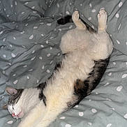 René a rejoint le concours — aidez-le/la à gagner de superbes lots ! cat, sleeping, bed, blanket, polka_dot, stretching, fur, whiskers, paw, indoor, cozy, relaxed, pet, animal, cute, domestic, feline, resting, comfortable, soft