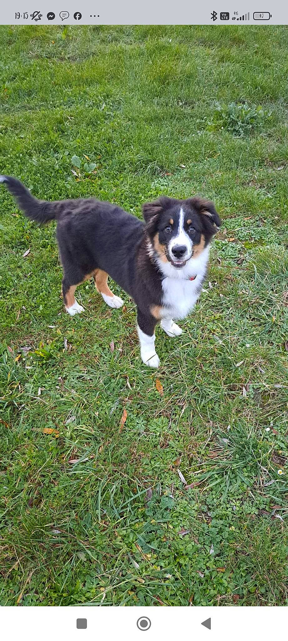 Utah a rejoint le concours — aidez-le/la à gagner de superbes lots ! bernese_mountain_dog, canidae, carnivore, companion_dog, dog, dog_breed, grass, groundcover, herding_dog, hunting_dog, plant, puppy, sporting_group, tail, terrestrial_animal, working_animal, working_dog