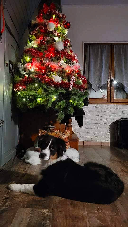 Utah a rejoint le concours — aidez-le/la à gagner de superbes lots ! carnivore, christmas_decoration, christmas_ornament, christmas_tree, companion_dog, dog, dog_breed, event, evergreen, flooring, holiday_ornament, interior_design, living_room, ornament, plant, room, tints_and_shades, tree, window, wood