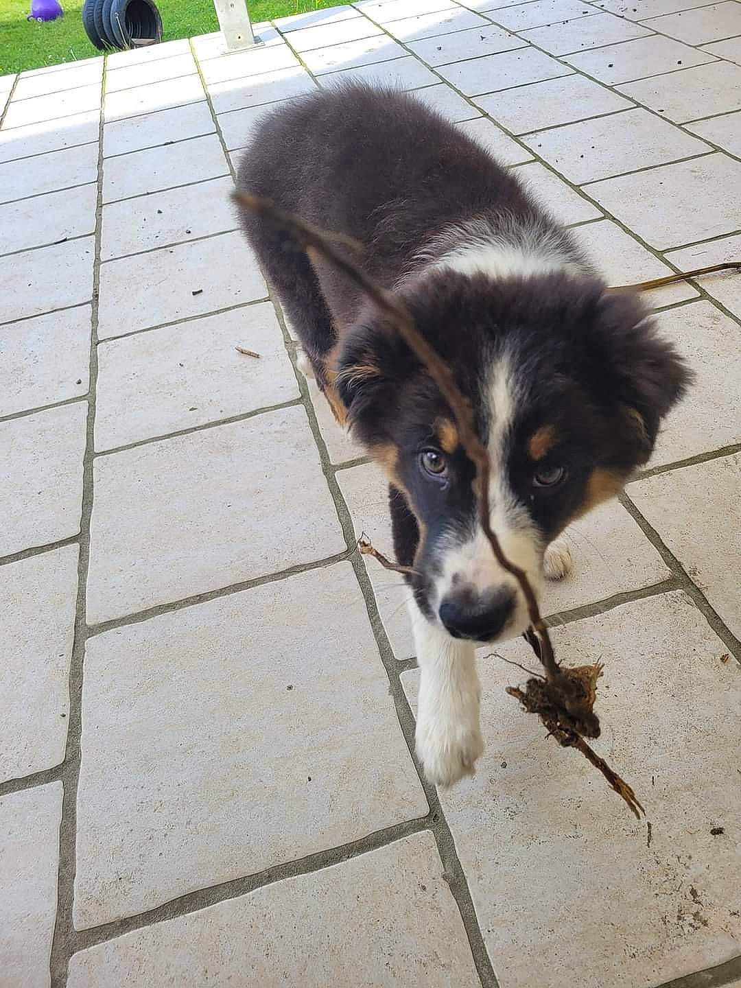 Utah a rejoint le concours — aidez-le/la à gagner de superbes lots ! border_collie, canidae, carnivore, companion_dog, dog, dog_breed, flooring, fur, herding_dog, paw, pet_supply, puppy, road_surface, shadow, sporting_group, tail, terrestrial_animal, whiskers, working_dog