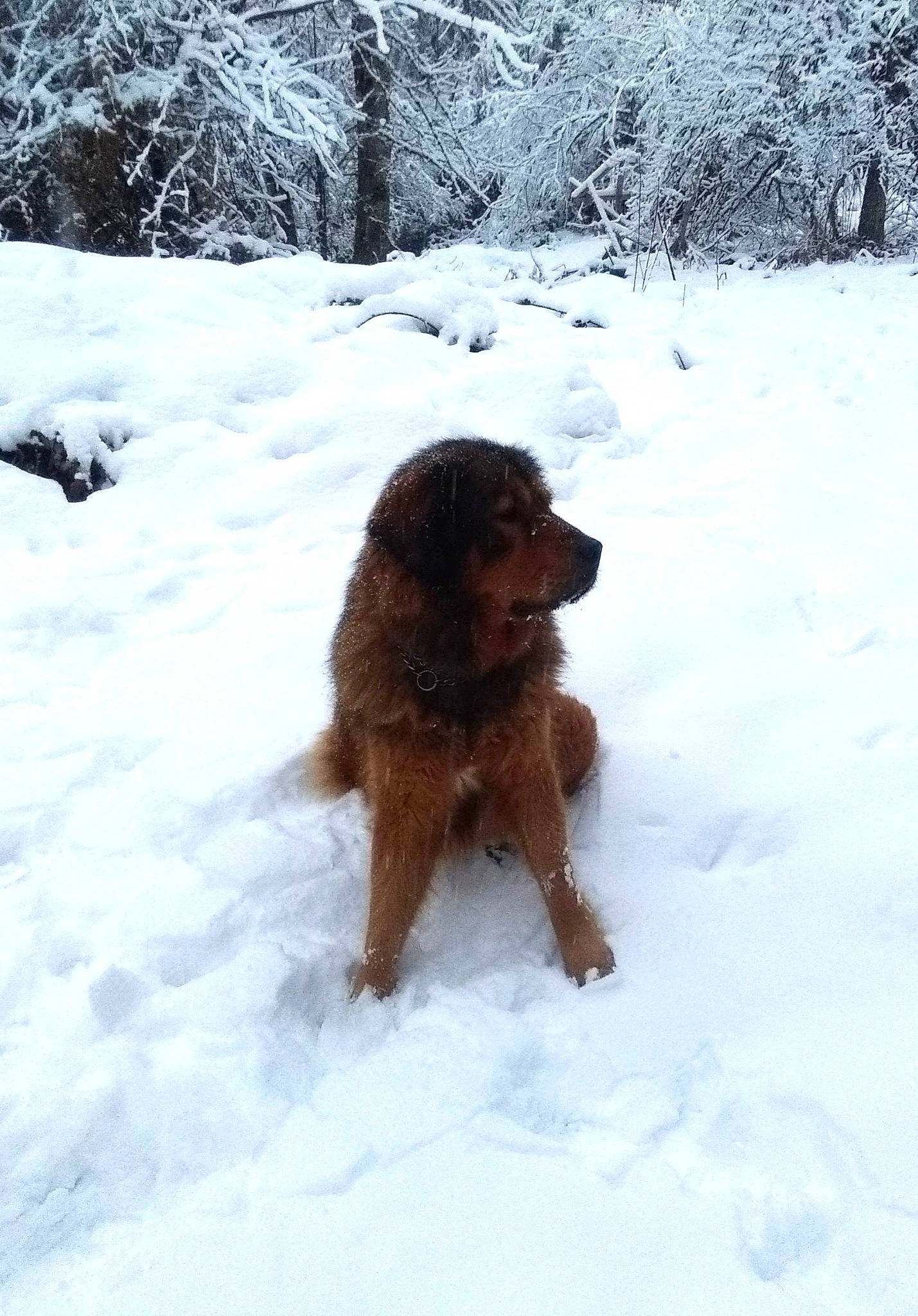 Om'Dayia a rejoint le concours — aidez-le/la à gagner de superbes lots ! canidae, carnivore, companion_dog, dog, dog_breed, fawn, freezing, fur, gun_dog, hunting_dog, liver, mammal, plant, snow, spaniel, sporting_group, tail, tree, vertebrate, winter