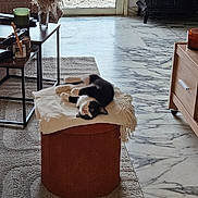 Arlo participe au concours pour gagner de l'argent avec cette photo : animal, black_and_white_cat, blanket, cat, coffee_table, cushion, dried_flowers, furniture, home_decor, indoor, living_room, lying_down, marble_floor, ottoman, pet, playful, relaxed, rug, upside_down, vase