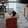 animal, black_and_white_cat, blanket, cat, coffee_table, cushion, dried_flowers, furniture, home_decor, indoor, living_room, lying_down, marble_floor, ottoman, pet, playful, relaxed, rug, upside_down, vase