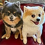 adorable, animal, chair, close_up, companion, cute, cute_faces, dog, domestic_animal, fluffy, friendly, furry, happy, indoor, pet, pomeranian, portrait, sitting, small_dog, two_dogs