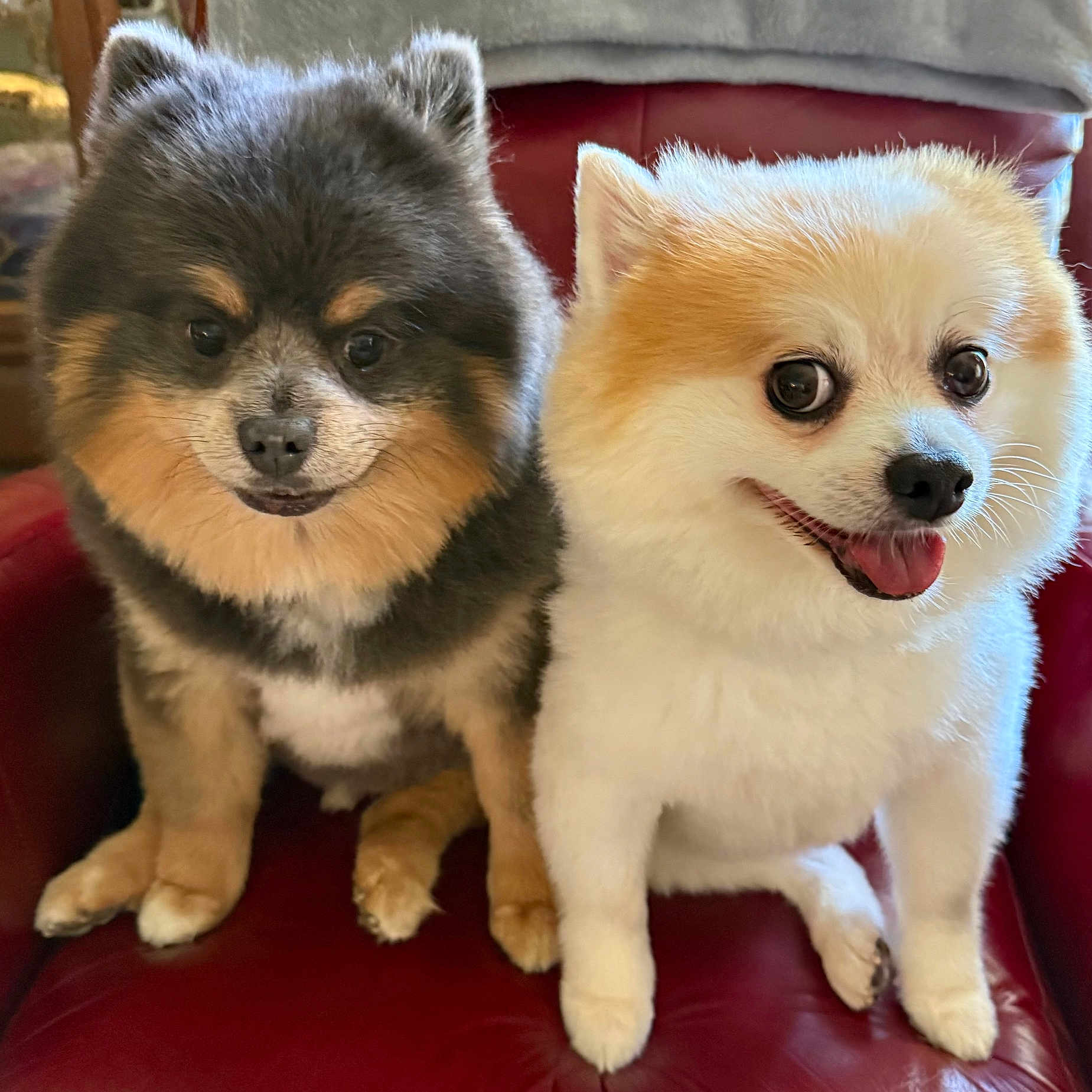 Crowder And Harlan joined the competition — help win amazing prizes! adorable, animal, chair, close_up, companion, cute, cute_faces, dog, domestic_animal, fluffy, friendly, furry, happy, indoor, pet, pomeranian, portrait, sitting, small_dog, two_dogs