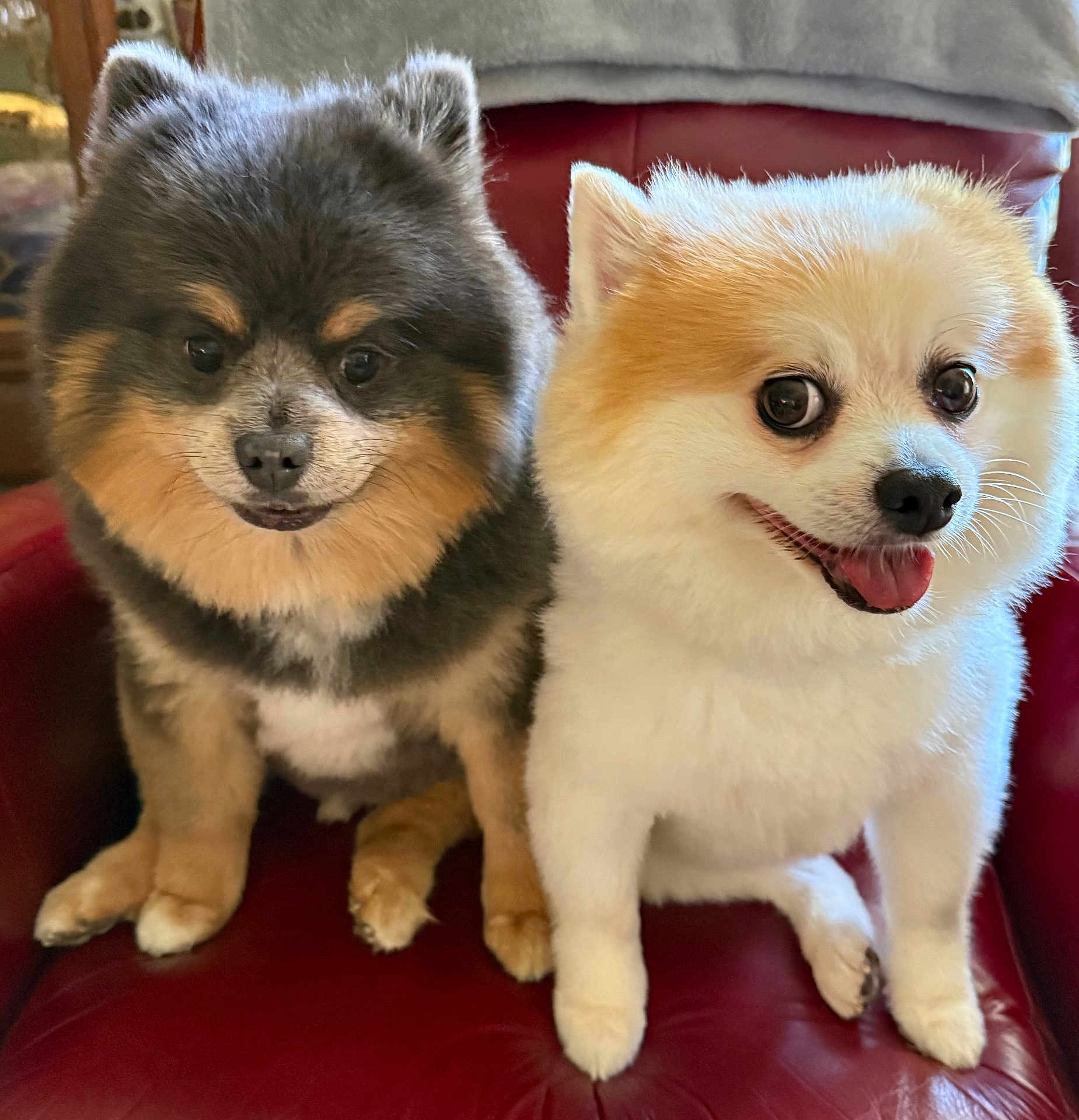 Crowder And Harlan joined the competition — help win amazing prizes! adorable, animal, chair, close_up, companion, cute, cute_faces, dog, domestic_animal, fluffy, friendly, furry, happy, indoor, pet, pomeranian, portrait, sitting, small_dog, two_dogs