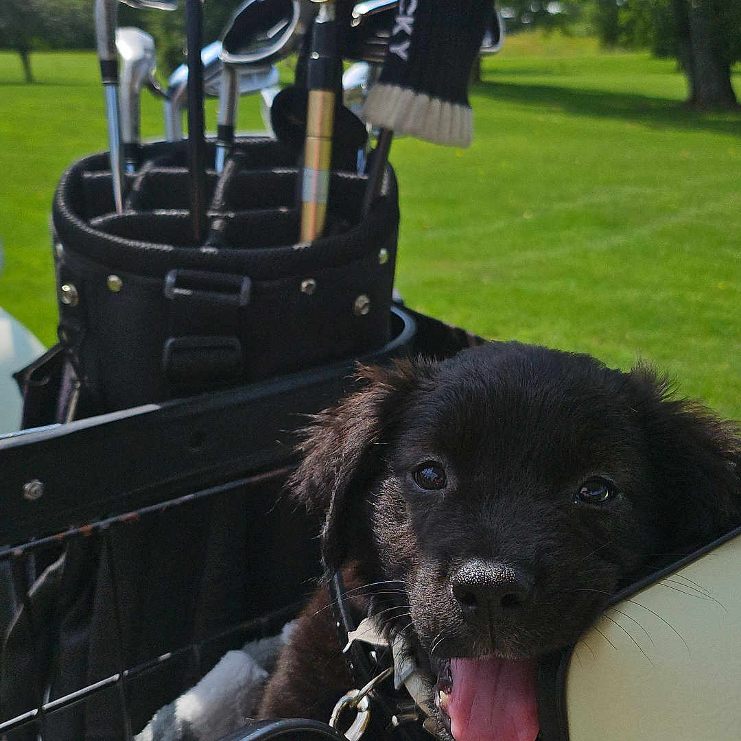 Duff joined the competition — help win amazing prizes! animal, canine, clothing, dog, glove, golf, golfcart, golfclub, grass, lawn, outdoors, people, person, pet, plant, puppy, putter, sport, transportation, vehicle
