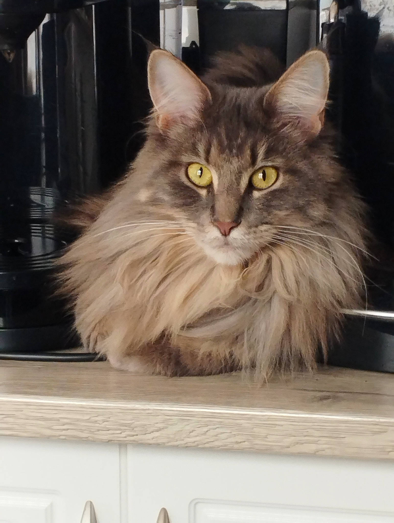 Sally participe au concours pour gagner de l'argent avec cette photo : box, british_longhair, carnivore, cat, domestic_short_haired_cat, felidae, fur, maine_coon, paw, siberian, small_to_medium_sized_cats, snout, tail, terrestrial_animal, whiskers, window, wood