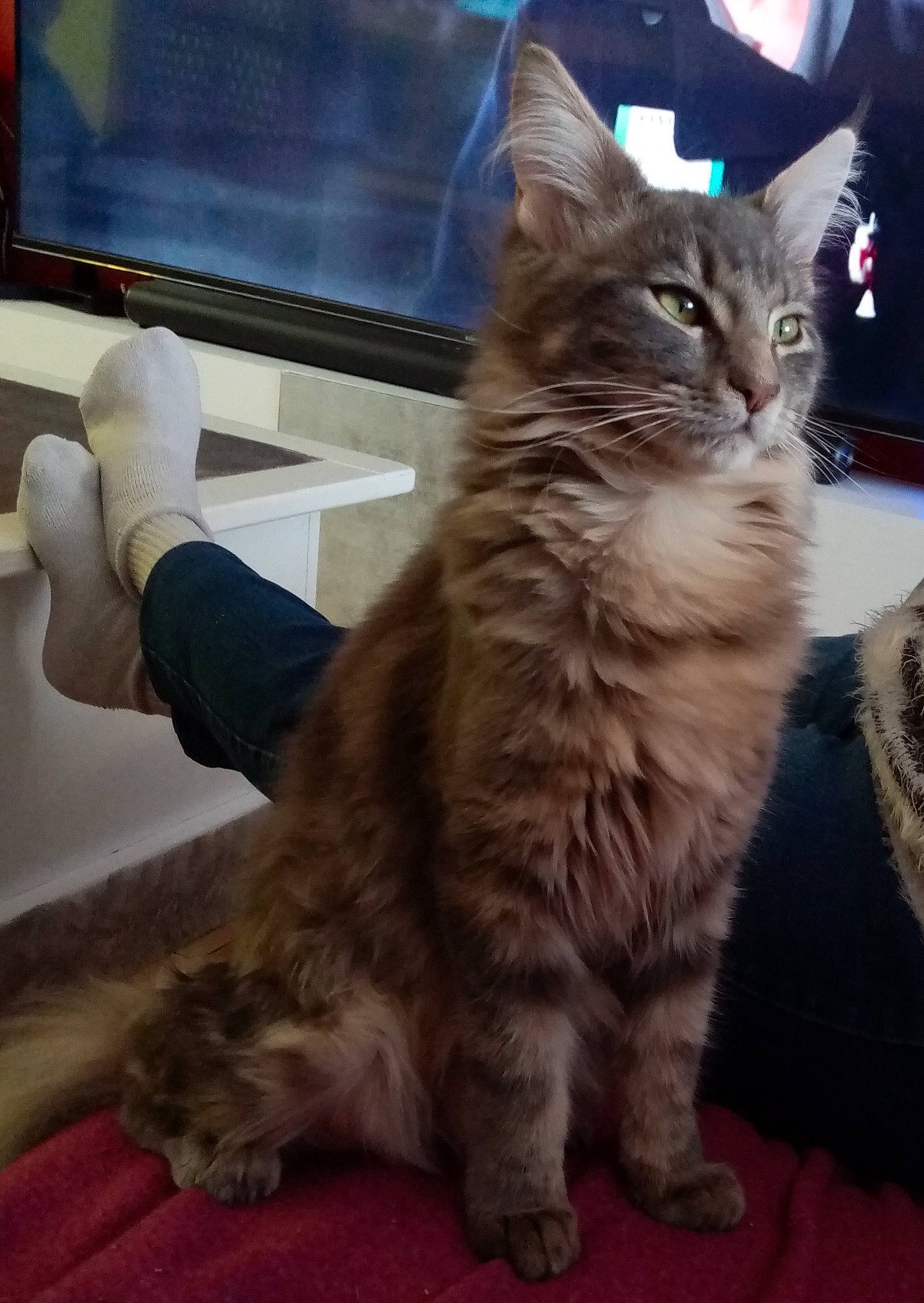 Sally participe au concours pour gagner de l'argent avec cette photo : carnivore, cat, claw, computer_keyboard, computer_monitor, display_device, domestic_short_haired_cat, electronic_device, felidae, flat_panel_display, fur, gesture, maine_coon, paw, sitting, small_to_medium_sized_cats, snout, tail, television, whiskers