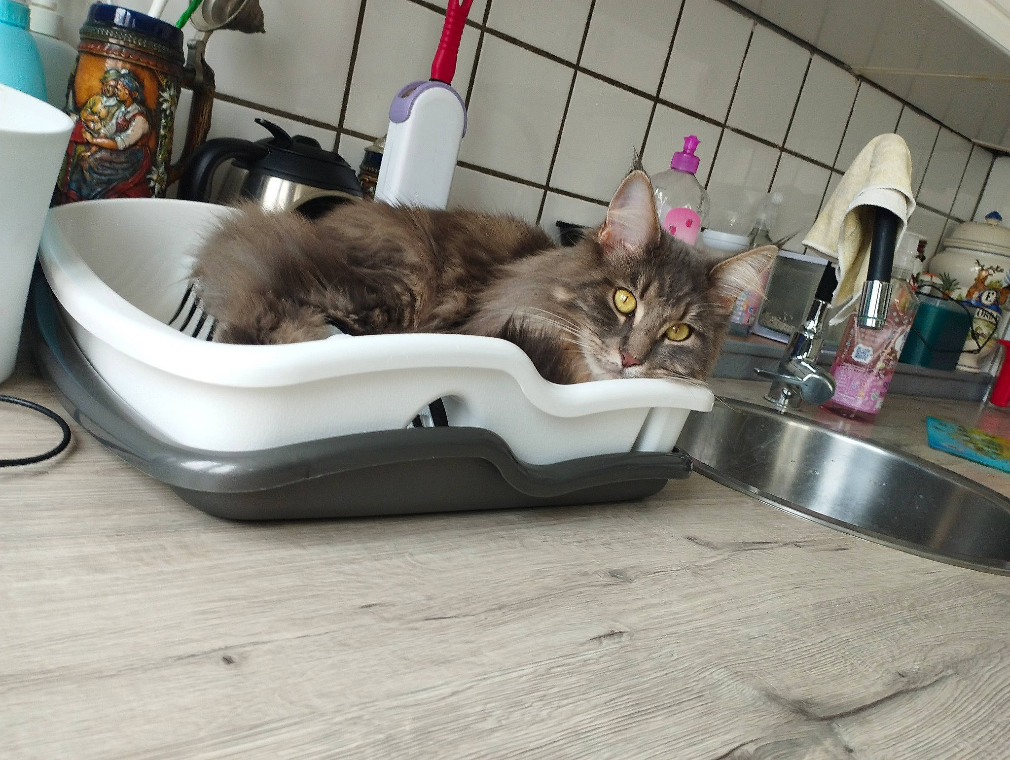 Sally a rejoint le concours — aidez-le/la à gagner de superbes lots ! bag, carnivore, cat, cat_supply, comfort, domestic_short_haired_cat, felidae, flooring, fur, hardwood, household_supply, luggage_and_bags, mammal, pet_supply, room, small_to_medium_sized_cats, tail, whiskers, wood, wood_flooring