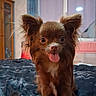 dog, small_dog, brown_fur, tongue_out, big_ears, bed, blanket, indoor, furniture, window, cabinet, pet, cute, animal, fur, looking_at_camera, domestic, cozy, portrait, happy
