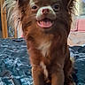 Kali participe au concours pour gagner de l'argent avec cette photo : dog, brown, fluffy, pet, indoor, bed, happy, tongue_out, smiling, ears_up, cute, animal, fur, small_dog, canine, domestic_animal, sitting, looking_at_camera, cozy, home