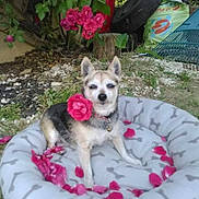 Chipie a rejoint le concours — aidez-le/la à gagner de superbes lots ! dog, pet, rose, flower, dog_bed, pet_bed, pet_accessory, outdoor, garden, greenery, plant, pet_collar, pink, flowers_petals, nature, grass, soil, tire, rake, relaxing