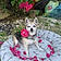 Chipie