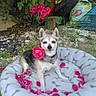 dog, dog_bed, flower, flowers_petals, garden, grass, greenery, nature, outdoor, pet, pet_accessory, pet_bed, pet_collar, pink, plant, rake, relaxing, rose, soil, tire