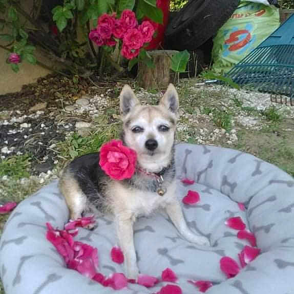 Chipie a rejoint le concours — aidez-le/la à gagner de superbes lots ! dog, pet, rose, flower, dog_bed, pet_bed, pet_accessory, outdoor, garden, greenery, plant, pet_collar, pink, flowers_petals, nature, grass, soil, tire, rake, relaxing