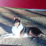 Cochise is registered to the contest to win money with this photo: animal, black_and_white, collar, collie, dog, ears, grass, landscape, lying_down, outdoors, park, pet, photograph, portrait, red_background, screen, shoes, tan markings, tile_floor, tricolor_dog