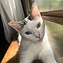 cat, white_cat, heterochromia, blue_eye, green_eye, window, wooden_surface, sunlight, indoor, pet, animal, feline, close_up, relaxed, curious, whiskers, ears, face, fur, portrait