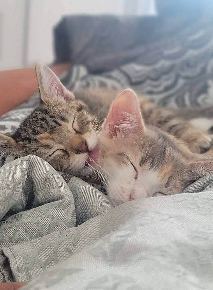 Sammy is registered to the contest to win money with this photo: bedding, carnivore, cat, claw, cloud, comfort, domestic_short_haired_cat, fawn, felidae, fur, linens, paw, sitting, sky, small_to_medium_sized_cats, snout, tail, whiskers, wildlife, wood