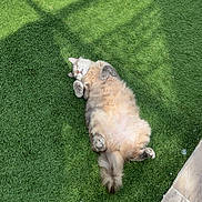Pompon participe au concours pour gagner de l'argent avec cette photo : animal, cat, cute, daytime, fluffy, fur, grass, green, nature, outdoor, paws, pet, relaxed, resting, shadow, sleeping, sunlight, tabby, tail, whiskers