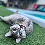 Pompon participe au concours pour gagner de l'argent avec cette photo : animal, artificial_grass, cat, closeup, domestic_cat, ears, fur, grass, lying_down, mouth_open, nature, outdoor, pet, playful, pool, relaxed, summer, tabby, whiskers, yellow_eyes