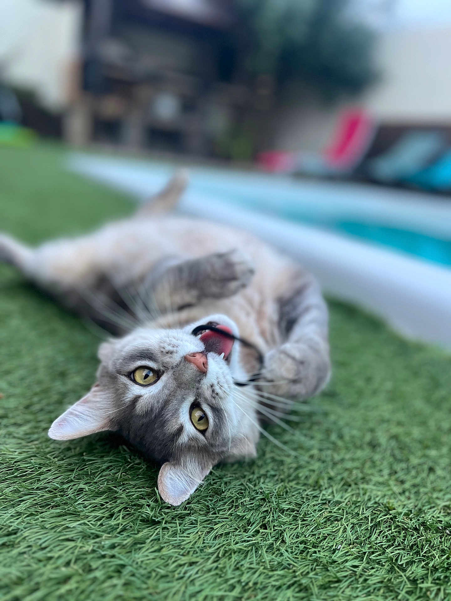 Pompon participe au concours pour gagner de l'argent avec cette photo : animal, artificial_grass, cat, closeup, domestic_cat, ears, fur, grass, lying_down, mouth_open, nature, outdoor, pet, playful, pool, relaxed, summer, tabby, whiskers, yellow_eyes