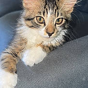 Kayden is registered to the contest to win money with this photo: cat, kitten, tabby, fur, ears, whiskers, paws, couch, gray, indoor, pet, animal, cute, relaxed, closeup, feline, young, resting, soft, domestic
