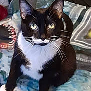 Miss Annie Pringles joined the competition — help win amazing prizes! animal, black_and_white, blanket, cat, cozy, cute, domestic, feline, fur, home, indoor, looking_up, mustache_marking, patterned, pet, relaxed, sitting, tuxedo_cat, whiskers, yellow_eyes