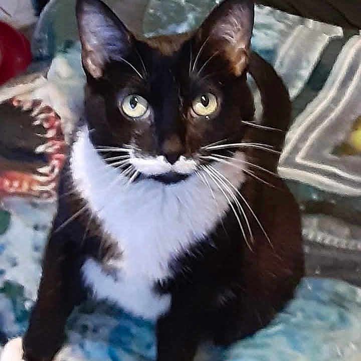Miss Annie Pringles joined the competition — help win amazing prizes! animal, black_and_white, blanket, cat, cozy, cute, domestic, feline, fur, home, indoor, looking_up, mustache_marking, patterned, pet, relaxed, sitting, tuxedo_cat, whiskers, yellow_eyes