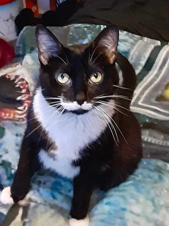 Miss Annie Pringles joined the competition — help win amazing prizes! animal, black_and_white, blanket, cat, cozy, cute, domestic, feline, fur, home, indoor, looking_up, mustache_marking, patterned, pet, relaxed, sitting, tuxedo_cat, whiskers, yellow_eyes
