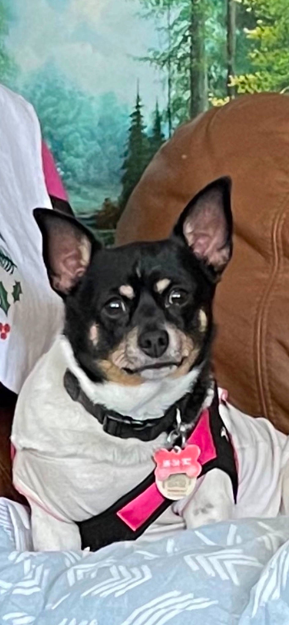 Lupita is registered to the contest to win money with this photo: canidae, carnivore, chihuahua, collar, companion_dog, dog, dog_breed, dog_collar, dog_supply, ear, fawn, fur, non_sporting_group, pattern, puppy, snout, sporting_group, toy_dog, whiskers, working_animal