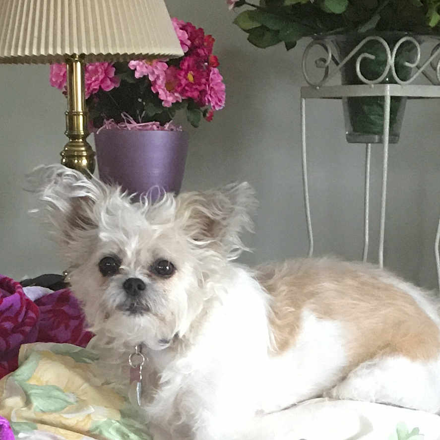 Alexa is registered to the contest to win money with this photo: animal, architecture, canine, couch, cushion, dog, flower, flowerarrangement, flowerbouquet, furniture, geranium, homedecor, indoors, interiordesign, lamp, lampshade, pet, plant, pottedplant, tablelamp