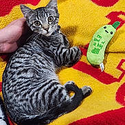 Scooter joined the competition — help win amazing prizes! bell, blanket, cat, collar, cozy, cute, fur, human_hand, indoor, kitten, looking_at_camera, lying_down, pet, pickle_toy, plush_toy, stripes, tabby_cat, toy, whiskers, yellow_blanket
