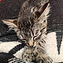 Scooter is registered to the contest to win money with this photo: kitten, sleeping, tabby, cat, paws, furry, closeup, cozy, blanket, soft, nap, cute, resting, whiskers, striped, animal, pet, feline, indoor, warm