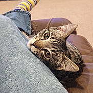 Scooter is registered to the contest to win money with this photo: animal, cat, closeup, comfort, couch, ears, eyes, feline, foot, human, indoor, jeans, leather, leg, pet, relaxation, resting, striped_socks, tabby_cat, whiskers