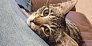 Scooter is registered to the contest to win money with this photo: animal, cat, closeup, comfort, couch, ears, eyes, feline, foot, human, indoor, jeans, leather, leg, pet, relaxation, resting, striped_socks, tabby_cat, whiskers