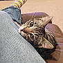 animal, cat, closeup, comfort, couch, ears, eyes, feline, foot, human, indoor, jeans, leather, leg, pet, relaxation, resting, striped_socks, tabby_cat, whiskers