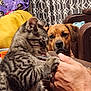 animal, blanket, brown_dog, cat, close_up, couch, curtains, dog, domestic, furniture, hand, indoor, interaction, kitten, living_room, paw, person, pet, playful, tabby_cat