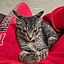 kitten, cat, tabby, animal, pet, feline, fur, whiskers, paws, resting, cute, red_clothing, sweatshirt, nebraska, indoor, cozy, young_animal, close_up, comfort, domestic_cat