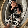 baby, infant, smiling, cow_print, headband, bow, black_and_white, clothing, baby_seat, indoor, cute, happy, person, footwear, fabric, child, portrait, baby_clothes, sitting, wooden_frame
