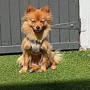 Bonny participe au concours pour gagner de l'argent avec cette photo : dog, small_dog, fluffy_dog, brown_dog, sitting, harness, grass, outdoor, sunlight, gray_door, wooden_door, pet, canine, animal, fur, ears, face, shadow, daylight, nature