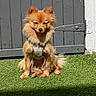 dog, small_dog, fluffy_dog, brown_dog, sitting, harness, grass, outdoor, sunlight, gray_door, wooden_door, pet, canine, animal, fur, ears, face, shadow, daylight, nature