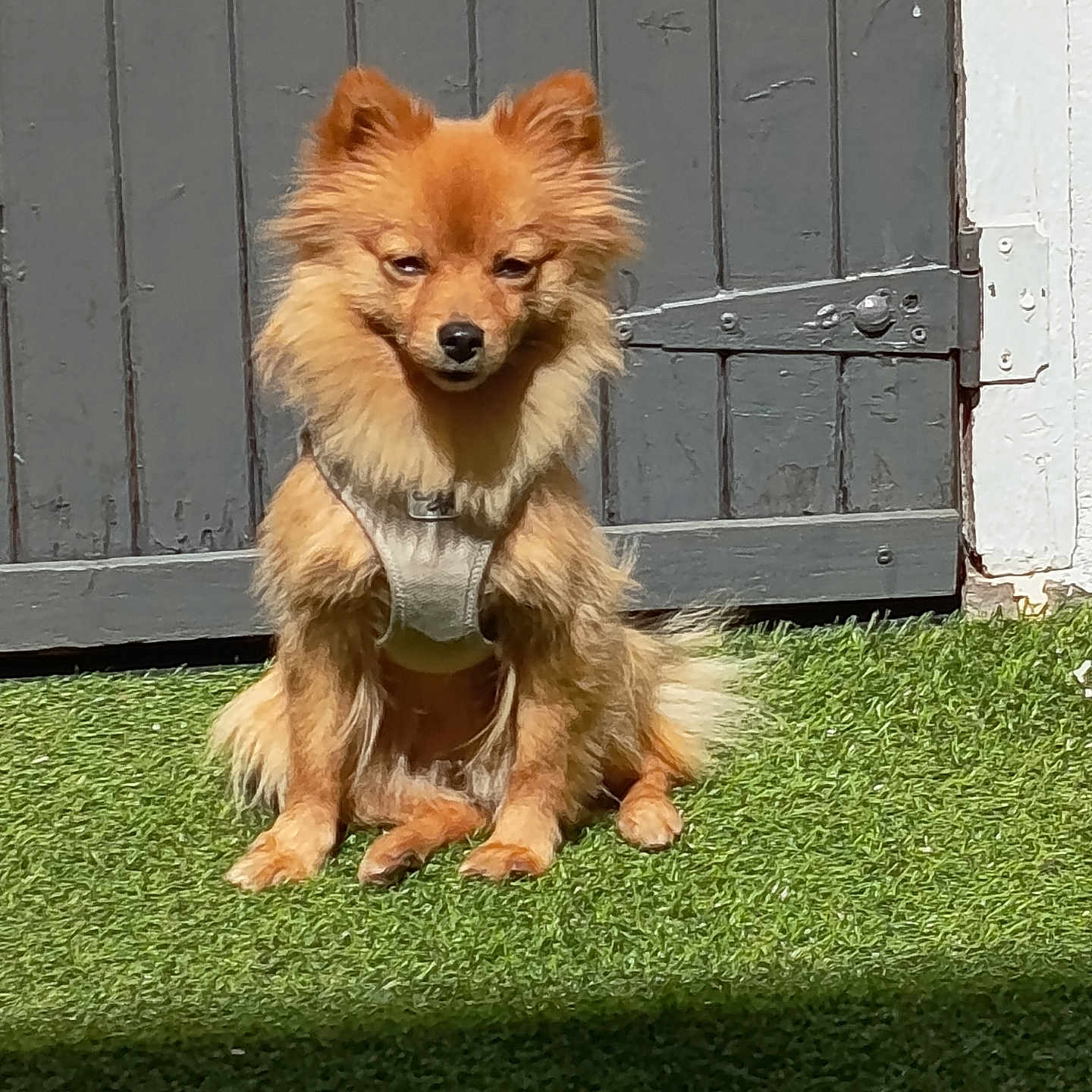 Bonny participe au concours pour gagner de l'argent avec cette photo : dog, small_dog, fluffy_dog, brown_dog, sitting, harness, grass, outdoor, sunlight, gray_door, wooden_door, pet, canine, animal, fur, ears, face, shadow, daylight, nature