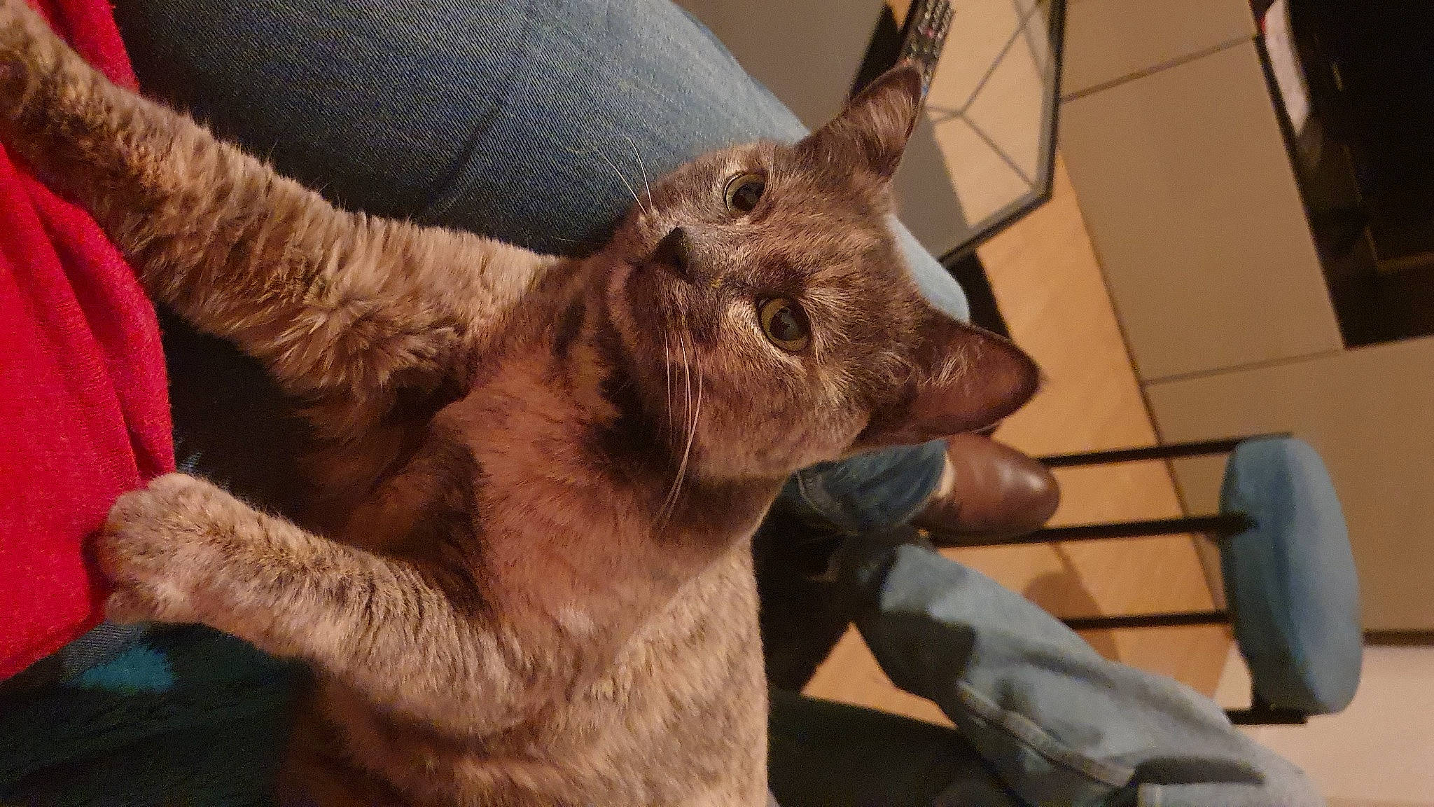 Satine a rejoint le concours — aidez-le/la à gagner de superbes lots ! claw, ear, fawn, felidae, fur, gesture, safety_glove, snout, terrestrial_animal, veterinarian, whiskers, wildlife, working_animal, wrinkle